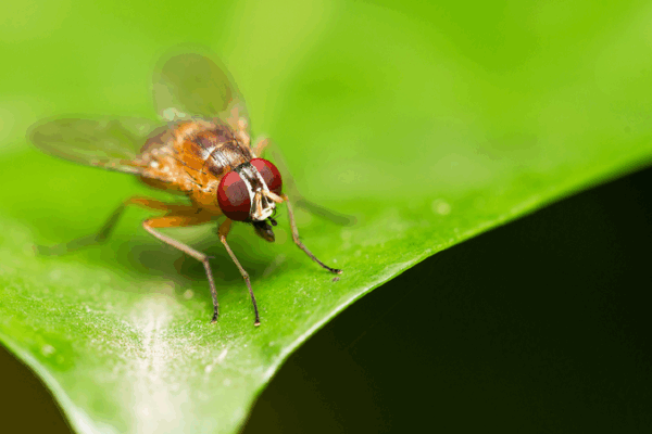 Chinese Scientists Unlock Fruit Fly Secrets: A Tiny Bug’s Big Journey! Chinese scientists decode fruit flies' entire life cycle