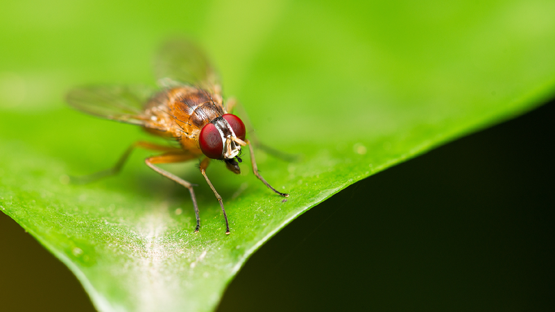 Chinese scientists decode fruit flies' entire life cycle