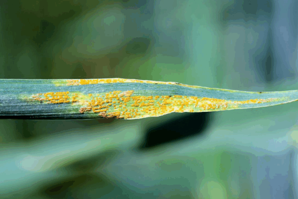Chinese Scientists Discover Super Genes to Protect Wheat from ‘Rust’ Disease! πΎπ§¬ Chinese scientists map genetic resistance to wheat 'cancer'