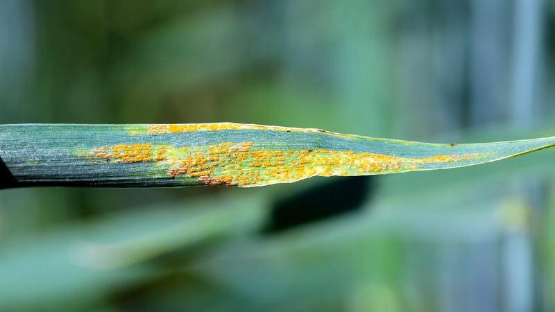UN Climate Change Conference Wraps - Chinese Scientists Map Genetic Resistance To Wheat Cancer