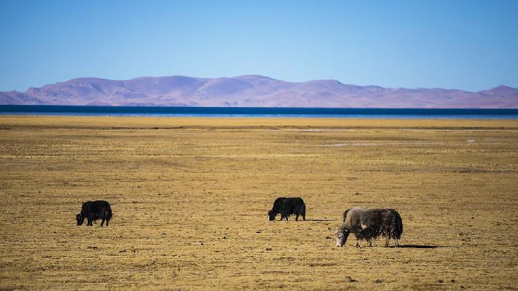Chinese Scientists Successfully Clone Yak for the First Time Chinese scientists successfully clone yak