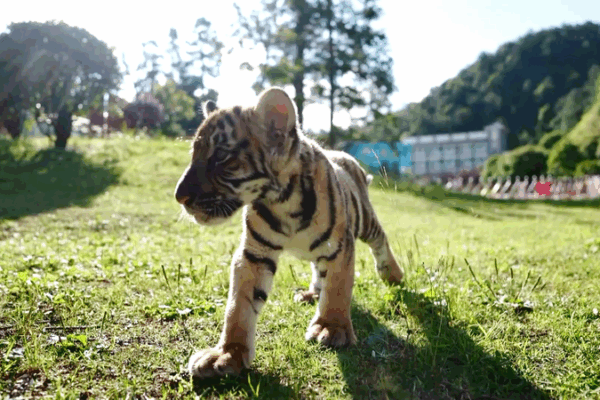 Meet the South China Tiger: A Roaring Comeback! Endangered tiger roars into spotlight video poster