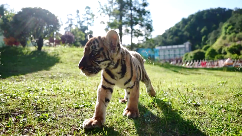 Endangered tiger roars into spotlight video poster