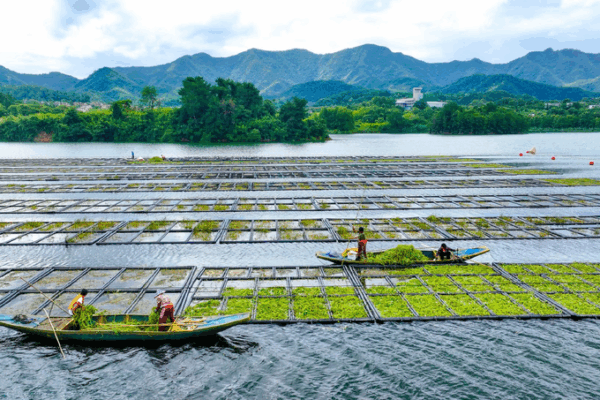 Floating Islands: The Secret to a Cleaner Qiandao Lake! ππΏ Floating farms help purify Qiandao Lake in Zhejiang