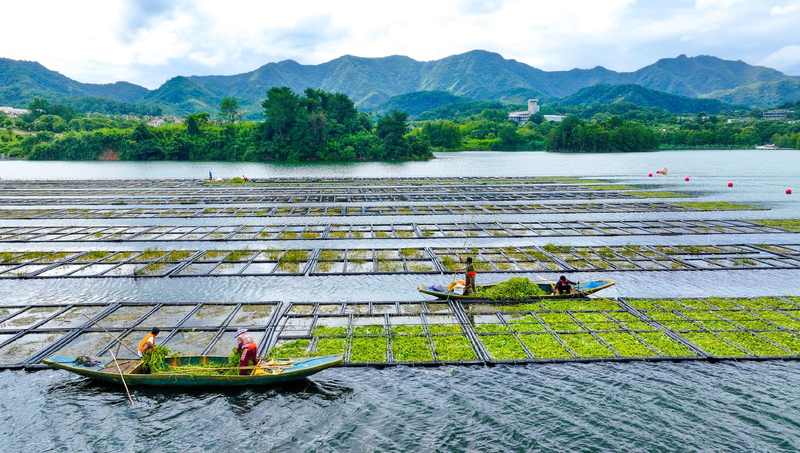 Floating_farms_help_purify_Qiandao_Lake_in_Zhejiang - My Global News: Young Voices Floating farms help purify Qiandao Lake in Zhejiang