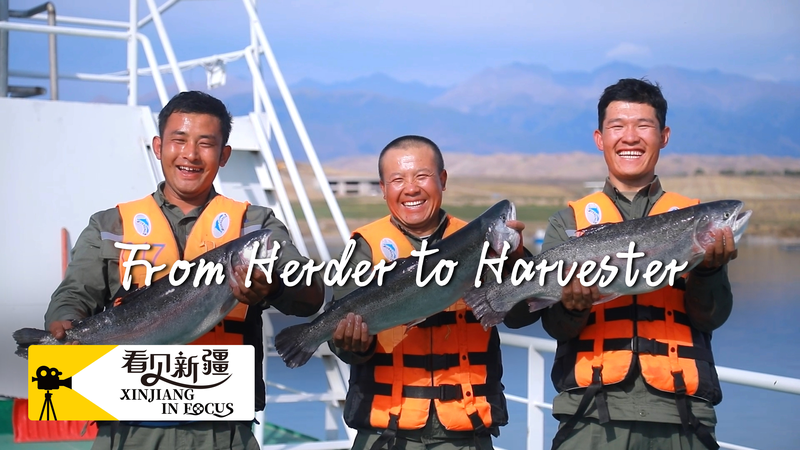 From Herder to Harvester: Xinjiang’s Salmon Farming Success 🐟 From herder to harvester: Xinjiang salmon fishing makes a splash video poster