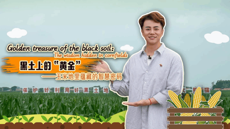 Golden treasure of the black soil: The wisdom hidden in cornfields video poster