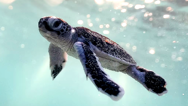 Green Turtles Return to China’s Xisha Islands as Environment Improves! ๐ข๐ด Green turtles back home to nest as Xisha Islands environment improves