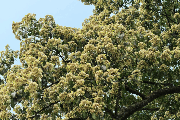 A 1,000-Year-Old Tree Blooms Brilliantly in China’s Guizhou Province Guizhou's millennium-old Emmenopterys henryi tree enters full bloom