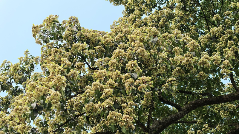 Guizhous_millennium-old_Emmenopterys_henryi_tree_enters_full_bloom - My Global News: Young Voices Guizhou's millennium-old Emmenopterys henryi tree enters full bloom