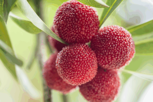 Discover Guizhou’s Sweet and Tangy Bayberries this Summer! Guizhou's sweet-tart bayberry: A summer treat