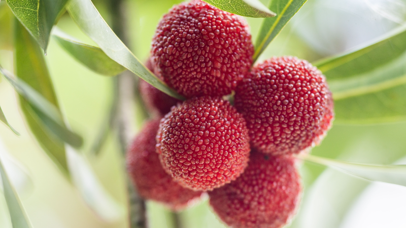 Guizhou's sweet-tart bayberry: A summer treat