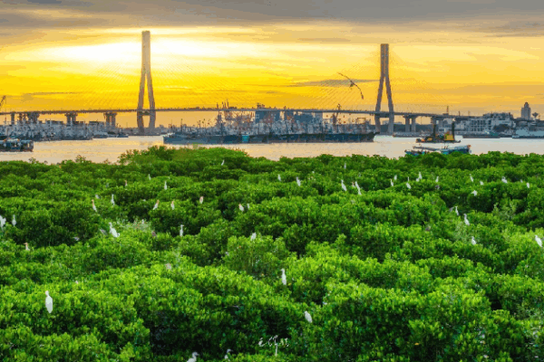 Hainan’s Big Plan: More Mangrove Forests by 2025! π³ Hainan aims to expand mangrove coverage by 2025