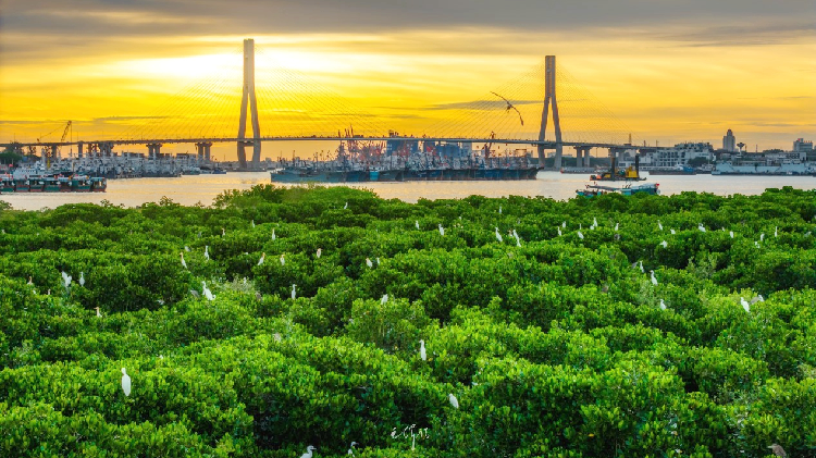 Hainan_aims_to_expand_mangrove_coverage_by_2025 - My Global News: Young Voices Hainan aims to expand mangrove coverage by 2025