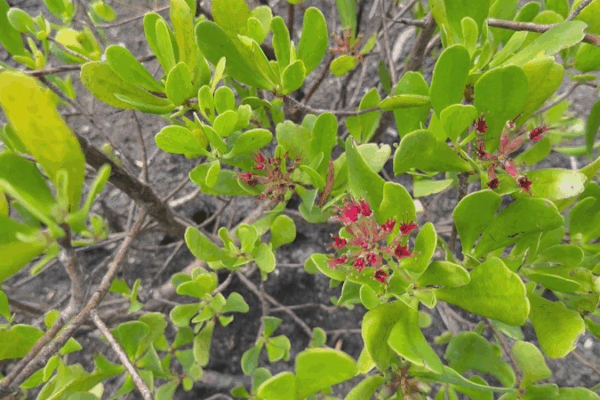 Discover the Tropical Treasures on International Day of the Tropics! ๐ด๐ International Day of the Tropics: Ecological treasures and resilience