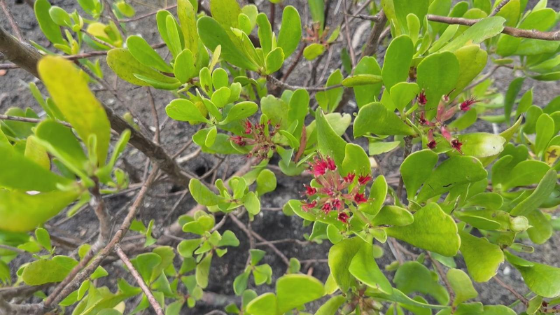 International Day of the Tropics: Ecological treasures and resilience