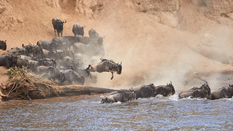 Kenya Invites the World: The Great Wildebeest Migration Begins! π¦π Kenya ramps up tourism push as wildebeest migration begins