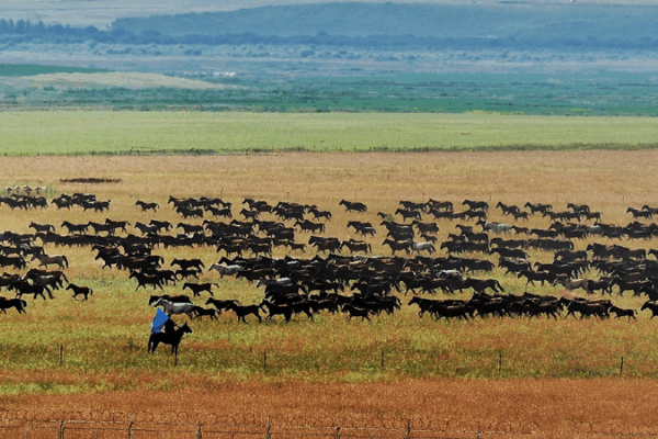 Thousands of Horses Gallop Across Xinjiang’s Grasslands! 🐎 Live: Amazing view of hundreds of galloping horses in Xinjiang