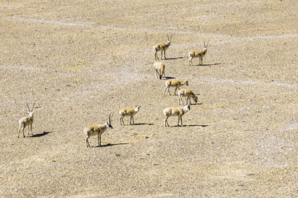 Welcome Baby Tibetan Antelopes at Altun Shan Nature Reserve! 🦌 Live: Explore Altun Shan Nature Reserve for Tibetan antelopes' calving