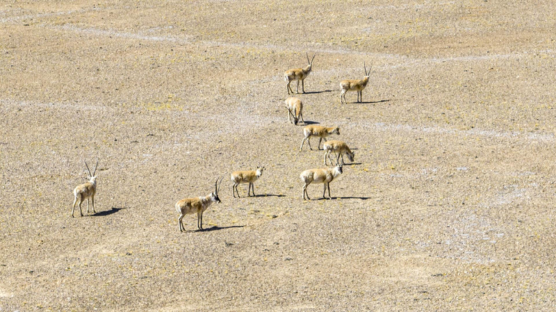 Live: Explore Altun Shan Nature Reserve for Tibetan antelopes' calving