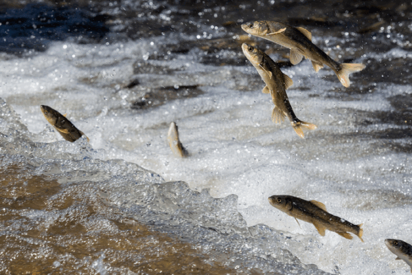 Live: Witness the peak of the Qinghai Lake naked carp migration