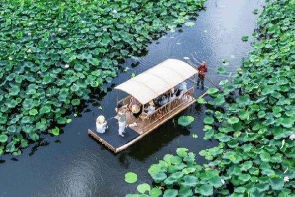 Magical Lotus Boat Rides in Taizhou Delight Visitors! Lotuses draw tourists to Taizhou for serene raft rides