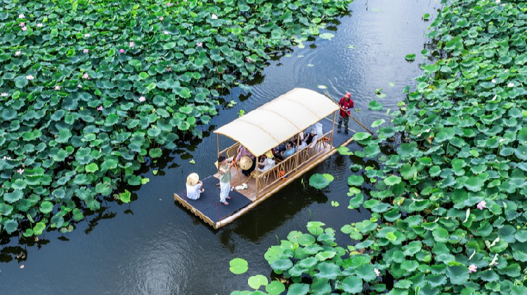 Lotuses_draw_tourists_to_Taizhou_for_serene_raft_rides - My Global News: Young Voices Lotuses draw tourists to Taizhou for serene raft rides