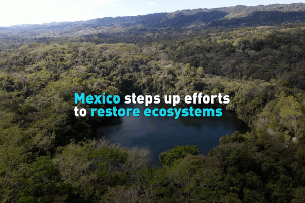 Mexico Steps Up Efforts to Heal Its Ecosystems! ๐ฟ Mexico steps up efforts to restore ecosystems video poster