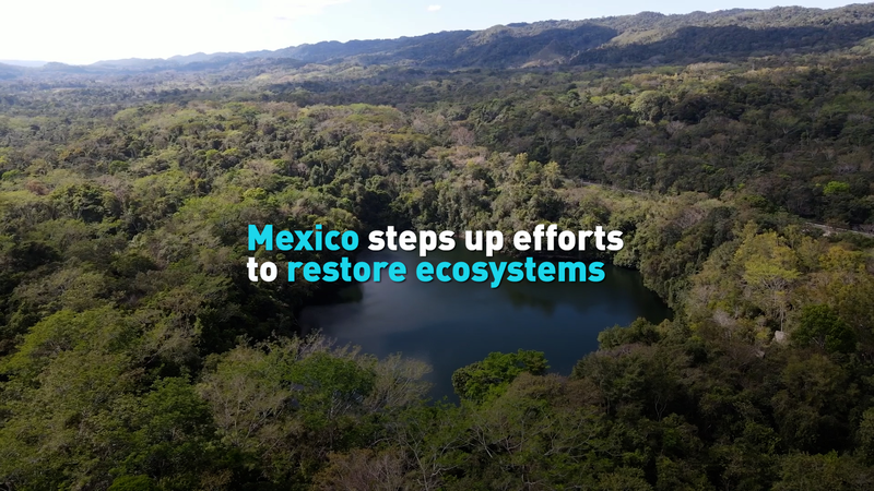 Mexico steps up efforts to restore ecosystems video poster