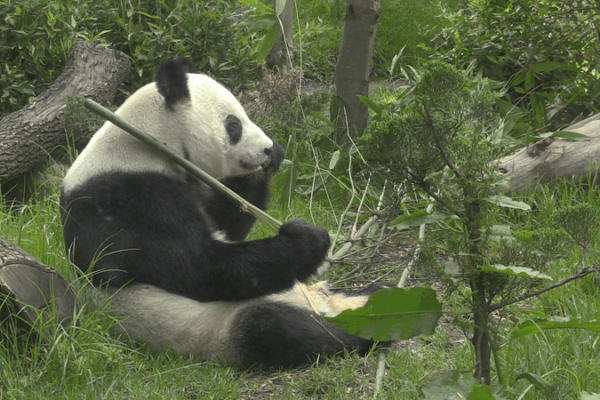 Mexico’s Beloved Panda Xin Xin Turns 35! ๐๐ผ Mexico's beloved giant panda Xin Xin turns 35 video poster