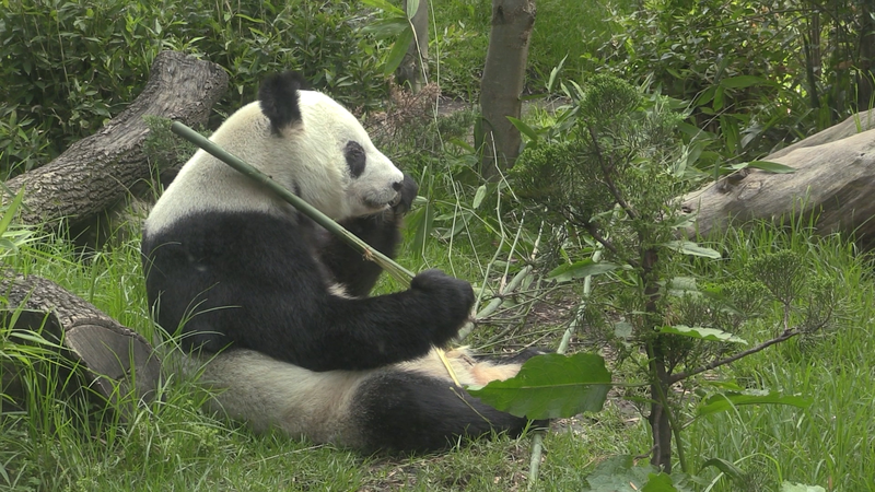 Mexico's beloved giant panda Xin Xin turns 35 video poster