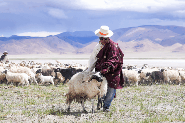 Ancient ‘Salt-and-Sheep Route’ Revived in Xizang! ๐ Millennia-old 'Salt-and-Sheep Route' thrives with new vitality