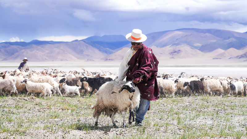 Millennia-old 'Salt-and-Sheep Route' thrives with new vitality
