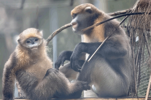 Saving the Rare Guizhou Snub-Nosed Monkeys: China’s Big Efforts! π΅π³ Multifaceted moves shield endangered Guizhou snub-nosed monkeys