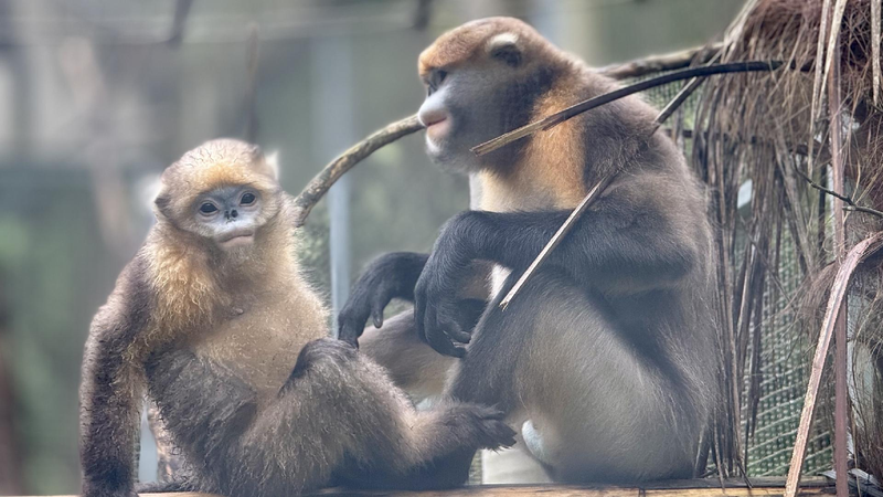 Multifaceted moves shield endangered Guizhou snub-nosed monkeys
