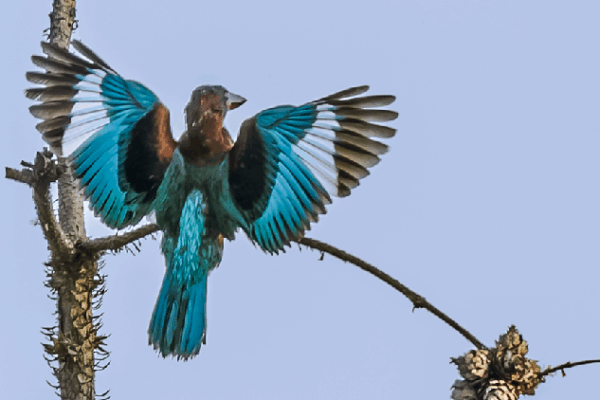 Rare Birds Flock to Nanchang for Summer Fun! π¦ Nanchang welcomes rare birds for summer feeding and cooling off