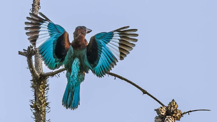 Nanchang_welcomes_rare_birds_for_summer_feeding_and_cooling_off - My Global News: Young Voices Nanchang welcomes rare birds for summer feeding and cooling off