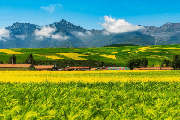Scientists Use Satellites to Protect the Roof of the World! ๐๐ Pasture dataset boosts ecoโprotection on QinghaiโXizang Plateau