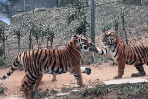 Why Do Tigers ‘Slap’ Each Other? Discovering Their Playful Side! 🐯 Playful tigers or fierce rivals? Understanding tigers 'slap' behavior video poster