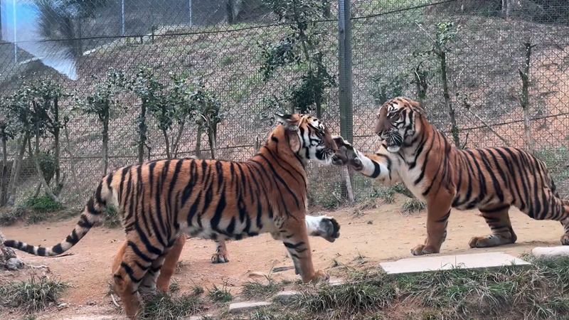 Playful tigers or fierce rivals? Understanding tigers 'slap' behavior video poster