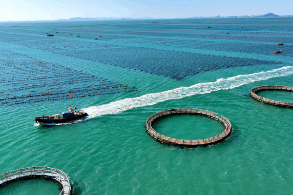 President Xi Calls for a Stronger Market and Healthy Oceans ๐ President Xi calls for unified market, high-quality marine economy