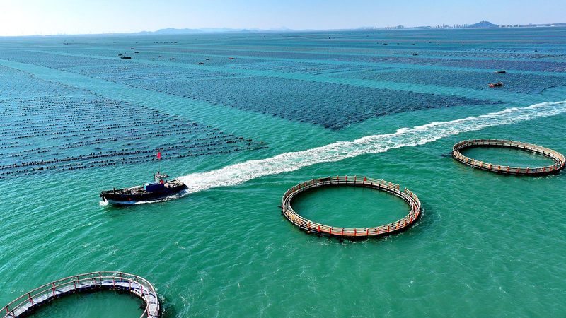 President_Xi_calls_for_unified_market_high-quality_marine_economy - My Global News: Young Voices President Xi calls for unified market, high-quality marine economy