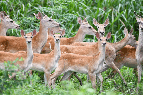 Rare Hainan Eld’s Deer Spotted Frolicking in the Forest! Rare Hainan Eld's deer spotted frolicking in the forest