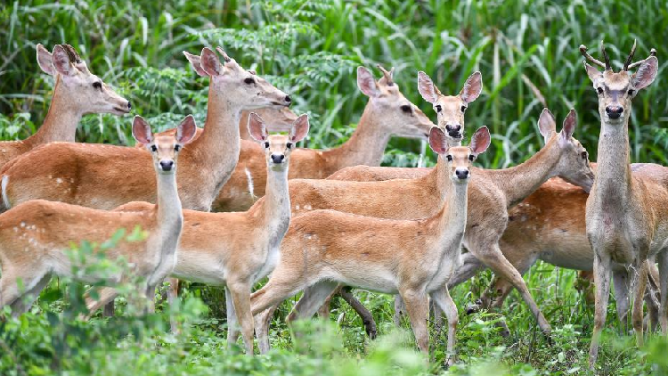Rare Hainan Eld's deer spotted frolicking in the forest
