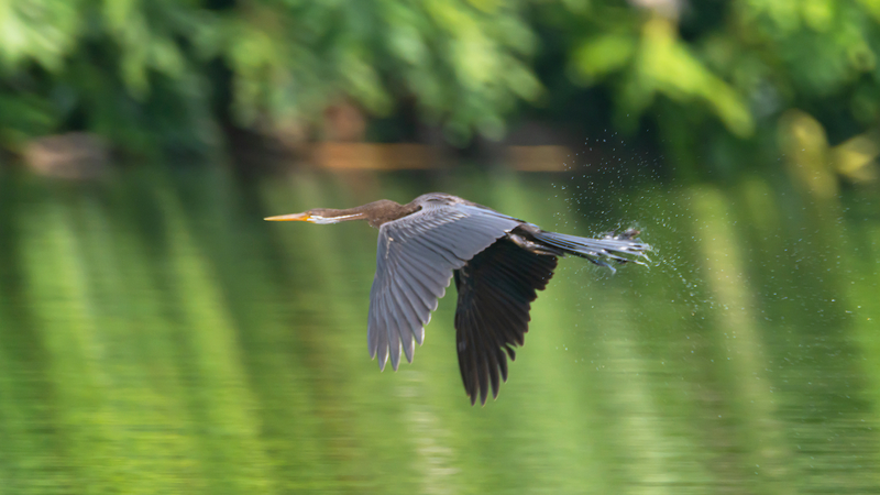 Rare Oriental Darter Spotted in China’s Hainan for the First Time! π¦π΄ Rare snakebird sighted in S China's Hainan for first time video poster