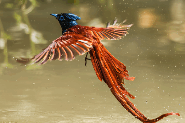 Magical Bird Flies Like a Phoenix Over Waters in China! Red-bellied paradise flycatcher soars like a phoenix