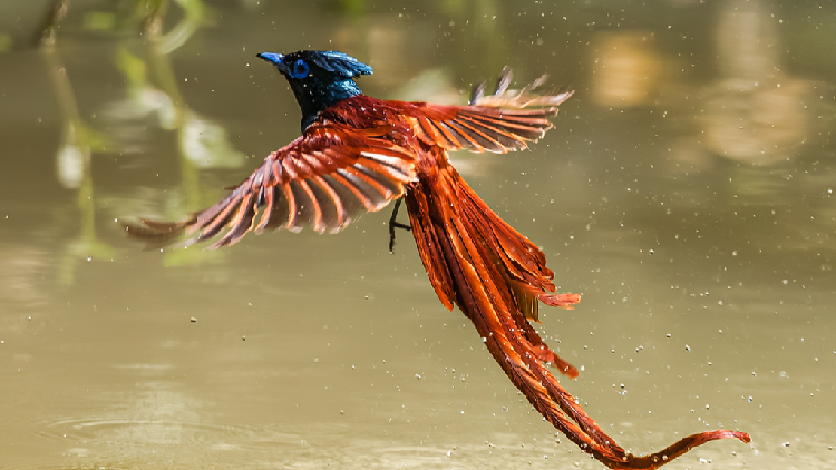 Red-bellied paradise flycatcher soars like a phoenix