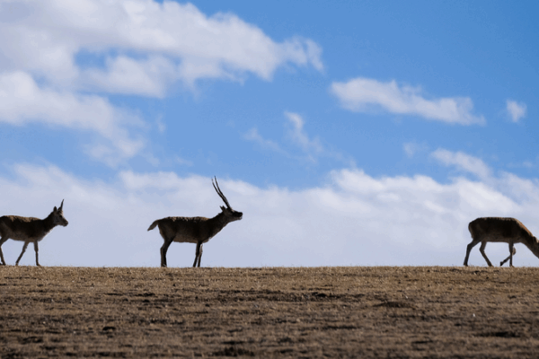 Guardians of the Plateau: How Xizang Saves Its Precious Ecosystem SW China's Xizang ramps up plateau ecosystem preservation