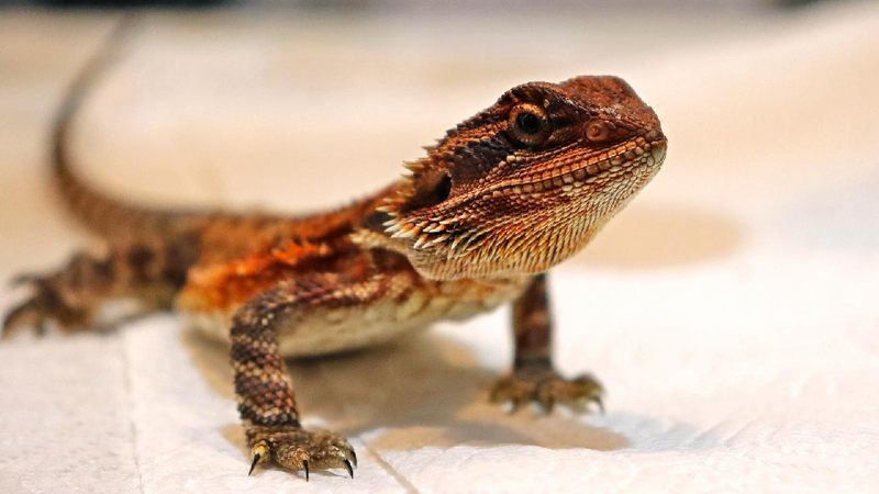 Surprising Study: Fast Bearded Dragons Face More Danger! 🦎 Speedy lizards face higher risk of death, study finds