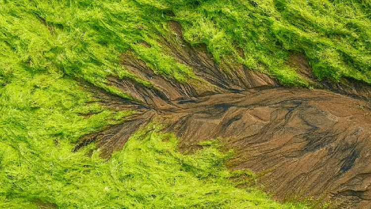 'Tidal trees' in Qingdao turn into living coastal art